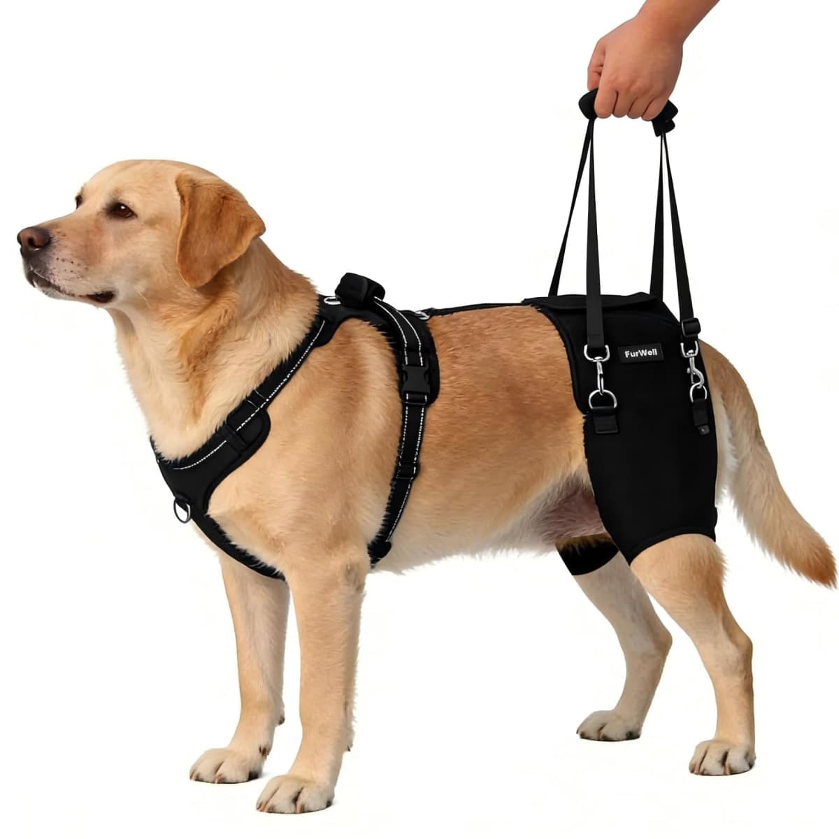 FurWell Dog Hip Brace for Hip Dysplasia & Arthritis - Adjustable Support Wrap with Removable Pads, Lifting Handle & Stabilizing Straps for Large Medium Dogs - Relief for Pain, Weakness & Lameness(L)